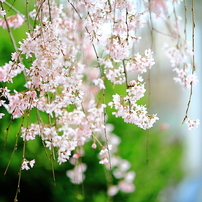 上野公園の桜