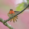 Rufous Hummingbird:1