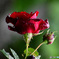 雨に濡れる赤い薔薇 22-297  