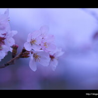 sakura