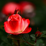 Red rose ③