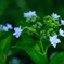 墨田の花火