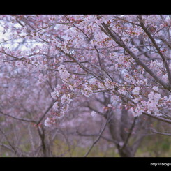 桜な日々。。。