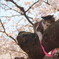 桜と猫①