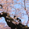 桜と猫②