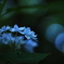 Silent blue　～七段花～