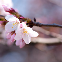 2011年4月6日 新宿御苑