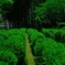 竹林とお茶畑　IMGP5057zz