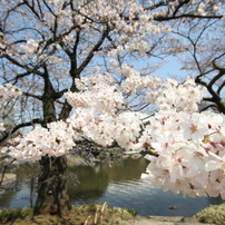 2011.4.6 東京の桜