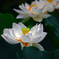 White lotusⅡ　IMGP7180zz