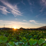 Lotus and sunrise