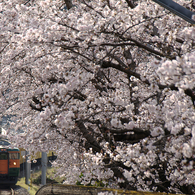 桜と湘南電車
