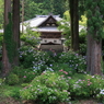 アジサイ咲く山寺で