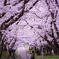 桜トンネル　微笑ましい後姿