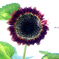 ProCut Red SunflowerⅡ