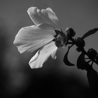 モノクロの花・植物(5)