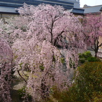 京都府庁