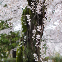 京桜～枝垂れ～