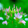 Cleome