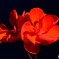 庭に咲いた赤いゼラニュームの花 22-404  