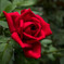 優美に清涼･･早秋の赤い薔薇