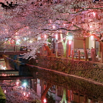 温泉街の夜桜
