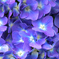 見山の郷 紫陽花4