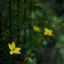 名残の黄色い花