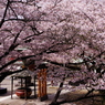 鎌倉長勝寺　春　華