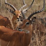 IMPALA