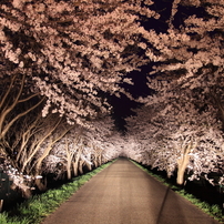 「桜編」--ゴリの感動した写真館