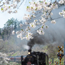 回想 SLばんえつ物語  -桜待つ川吉踏切-