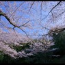 桜な日々。