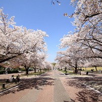 2011.4.14 関西の桜