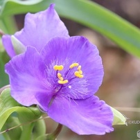 紫露草（１）