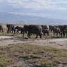 アフリカ象の群れ