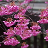 荏原神社の寒緋桜