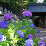 妙法寺の紫陽花