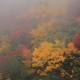 霧の中の秋色
