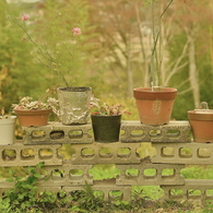 お婆さんの植木鉢