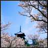 仁和寺の春