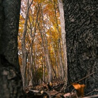 木の間から紅葉を覗き見る
