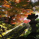 山庭園 紅葉奏でる 苔の道