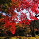 紅葉映ゆ 庭園散策 和み時