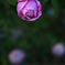 英国庭園の薔薇３