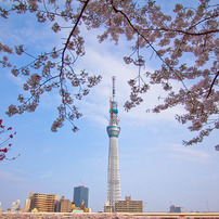 2011年　東京桜風景　その２