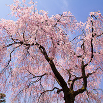2011年　東京桜風景　その１