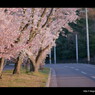 桜 道。