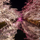 弘前公園 雪桜