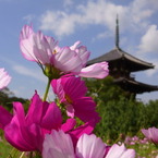 コスモスと法起寺